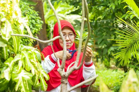 Elderly muslim woman cutting plant leaves with a scissors in the garden