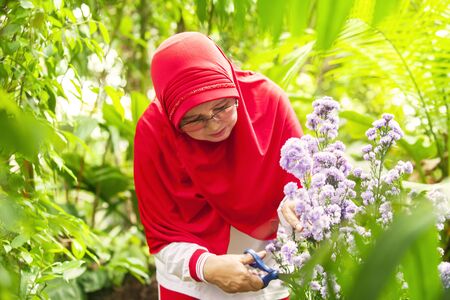 Happy old muslim woman gardening at the backyard and cutting flowers with a scissorsの写真素材