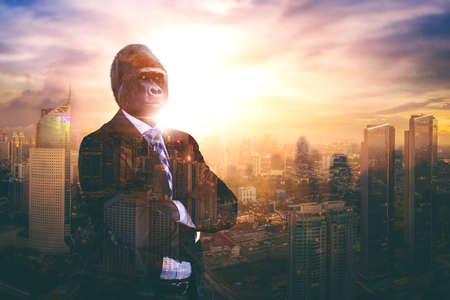 Contemporary art collage concept. Double exposure of confident businessman with head of gorilla with...