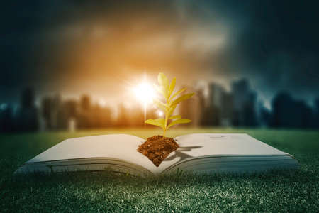 Close up of a tree seed on open book at meadow with silhouette of skyscrapers and sunlightの写真素材