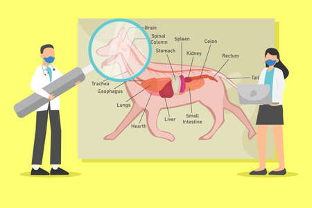 Anatomy vector concept: Veterinarian examining dog anatomy while wearing face maskのイラスト素材