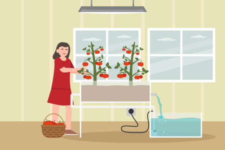 Hydroponic vector concept. Woman harvesting fresh hydroponic tomato at homeのイラスト素材