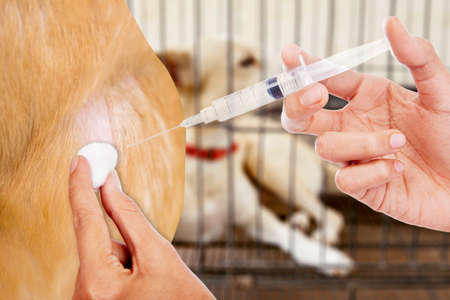 Close up of veterinarian hands injecting rabies vaccine to a dog with caged dog backgroundの写真素材