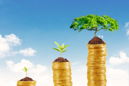 Close up of growing green tree on coins shaping increase chart with blue sky background