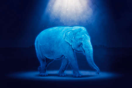 Image of female elephant hologram in the cyberspace with dark backgroundの写真素材
