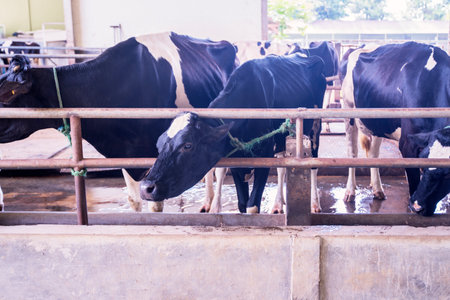 Image of cows eating in the cowshed. Shot at the dairy farmの写真素材