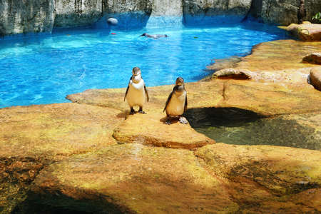 Image of two penguins walking near the pool. Shot at the zoo