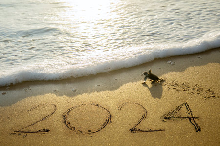 Little sea turtles crawling on the sand beach toward the sea with 2024 new year numbersの写真素材