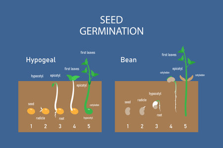 Seed germination 2d vector illustration concept for banner, website, landing page, flyer, etcのイラスト素材