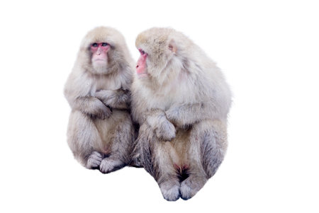 Snow monkeys - Japanese monkeys isolated on white backgroundの写真素材
