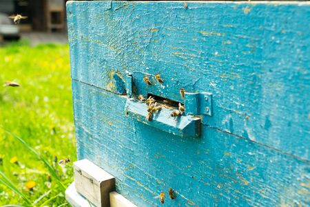 Bees fly into a wooden colored beehive. Beekeeping work on the apiary. Selective focus.