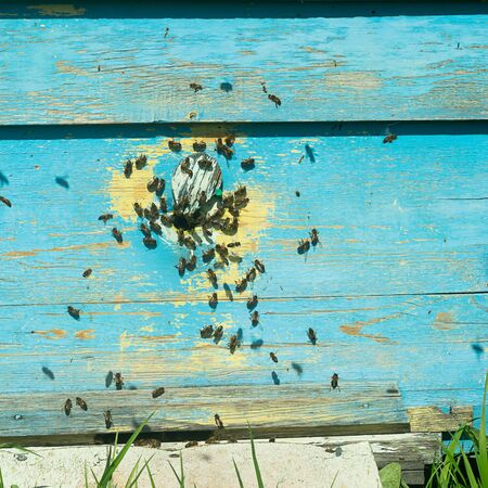 Bees fly into a wooden colored beehive. Beekeeping work on the apiary. Selective focus.