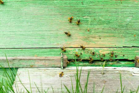 Bees fly into a wooden colored beehive. Beekeeping work on the apiary. Selective focus.