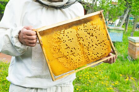 A beekeeper is holding a frame with bee larvae and honey. Beekeeping work on the apiary. Selective...