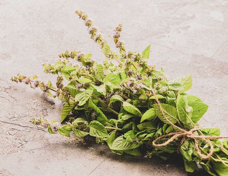 A bunch of fresh mint or lemon balm on a gray background. Copy space. Selective focus.の写真素材