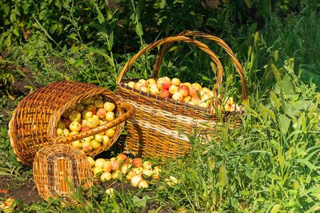 Fresh ripe organic apples in large wicker baskets on green grass outdoors. Autumn and summer harvest concept.の写真素材