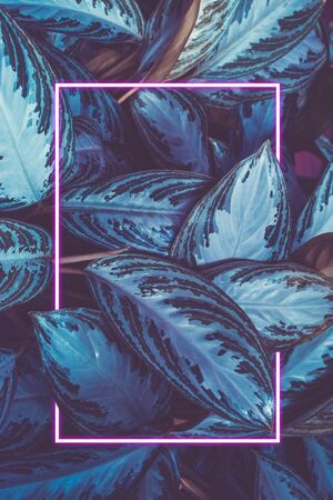 Background from plant leaves and a neon frame. Natural background. Concept. Copy space. Vertical frame.の写真素材