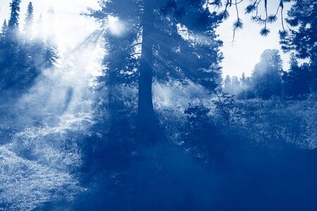 Landscape dense mysterious forest large trees fog rays of the sun. Trend monochrome blue toning. Copy spaceの写真素材