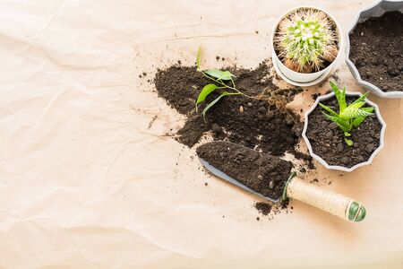 Home gardening landscaping. Transplanting various green plants cactus seculents into pots ....
