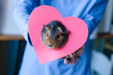 Love concept. Valentines Day. Guinea pig with a heart decoration in the hands of a man on fashionable blue background.の写真素材