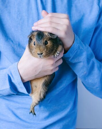 Guinea pig in the hands of a man on a trendy blue background. Close-up selective focus. Horizontal frame.の写真素材