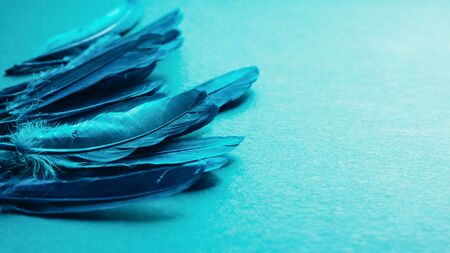 Blue green neon bird feathers on blue background. Abstract trendy texture background. Copy space horizontal frame.の写真素材