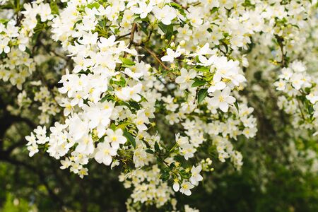 Branches of a blossoming tree of apple or sakura close-up. Selective focus. Horizontal frame copy...