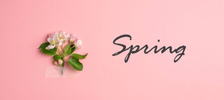 Flowers branch of blossoming apple tree sakura glued with adhesive tape on pastel pink background. Spring minimalism concept. Horizontal frame top view text springの写真素材