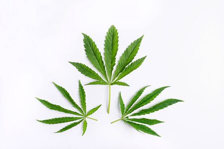 Cannabis marijuana cannabis leaves on white blank background. Floral background minimalism. Horizontal frame flat layoutの写真素材