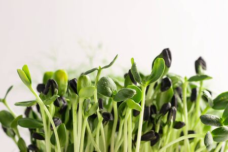 Micro grass greens sprouts on white background. Horizontal frame copy space. Selective focusの写真素材