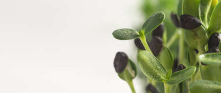 Micro grass greens sprouts on white background. Horizontal frame copy space. Selective focus