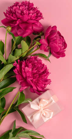 Burgundy peony beautiful flowers gift with satin ribbon close-up on a pink background. Floral natural background.の写真素材