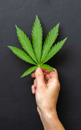 Woman holds in her hands on the palm of her hand a fresh green leaf of hemp. Cannabis plant on a...