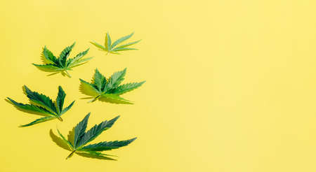 Cannabis marijuana cannabis leaves on yellow blank background. Floral background minimalism. Flat layout copy spaceの写真素材