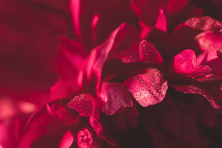 Red pink flowers peonies close-up. Vintage toning. Floral background wallpaperの写真素材