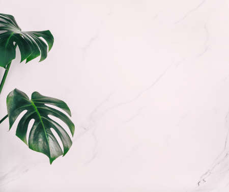 Floral natural background. Monstera tropical green plant leaf on white marble wall background. Mockup template for advertising products textの写真素材