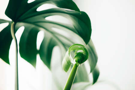 Fresh leaves of tropical plant monstera blurred focus Minimalism concept. Natural flower backgroundの写真素材