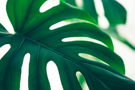 Fresh leaves of tropical plant monstera blurred focus Minimalism concept. Natural flower backgroundの写真素材