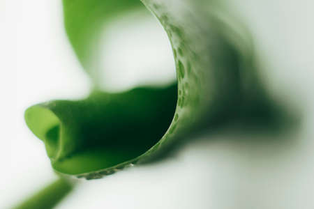 Fresh leaves of tropical plant monstera blurred focus Minimalism concept. Natural flower backgroundの写真素材