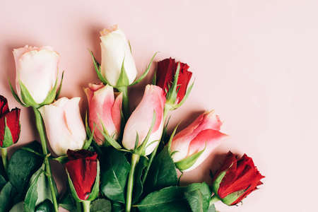 Beautiful fresh roses close-up on a pastel pink background. natural background