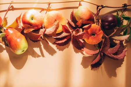 Autumn seasonal fruits apples pears grapes leaves pastel brown background. Thanksgiving harvest concept. Autumn vintageの写真素材