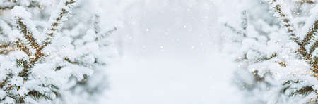 Christmas festive background. Fluffy spruce branches in snow winter landscape. Mock up for postcard copy space bannerの写真素材