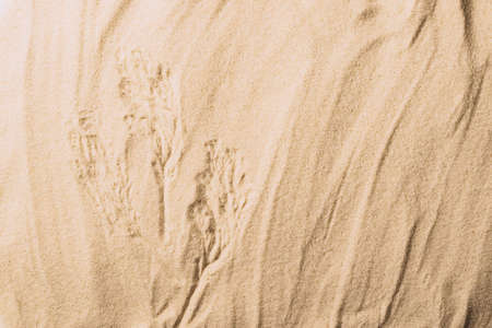 Natural sandy background dry plant branch product presentation. Abstract sand texture. Top viewの写真素材