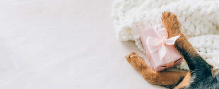 The little puppys paws are holding a holiday gift with a large pink bow. Holiday concept humor funny...
