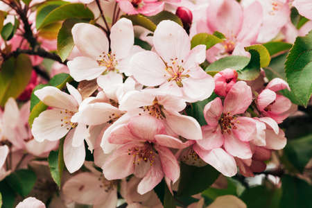 Blooming branch with pink blossoming flowers on a delicate pink background with sparklesの写真素材