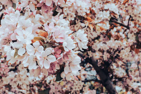 Blooming branch with pink blossoming flowers on a delicate pink background with sparklesの写真素材