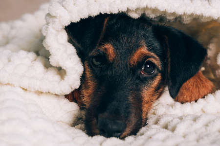 Dog breed yag-terrier on light background. A small puppy, pet, lies in fluffy soft blanket, hid in blanket.の写真素材