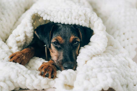 Dog breed yag-terrier on light background. A small puppy, pet, lies in fluffy soft blanket, hid in blanket.の写真素材