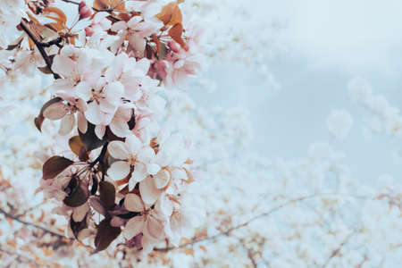 Blooming branch with pink blossoming flowers on delicate pink background with sparkles. Copy spaceの写真素材