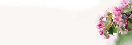 Blooming branch with pink blossoming flowers on a delicate white background . Copy spaceの写真素材